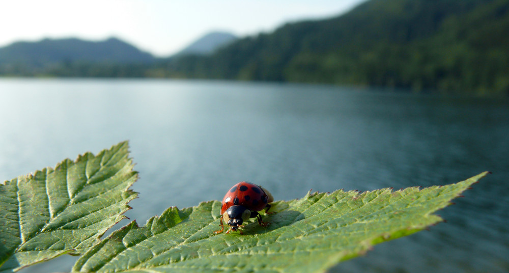 Marienkäfer am Hintersee