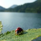 Marienkäfer am Hintersee