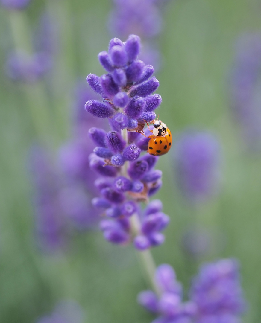 Marienkäfer am Lavendel