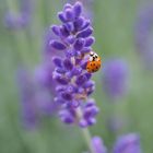 Marienkäfer am Lavendel