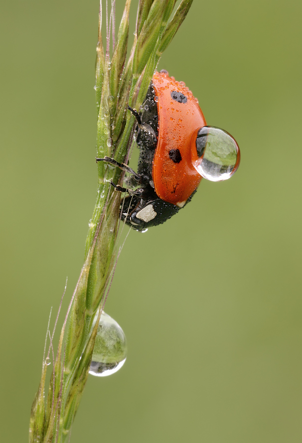 Marienkäfer am Morgen