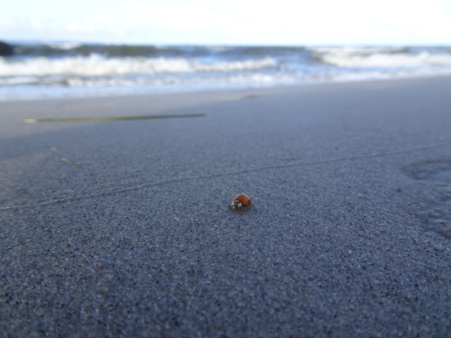 Marienkäfer am Ostseestrand