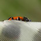 Marienkäfer am Rande einer Grünspechtfeder