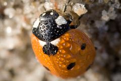 Marienkäfer am Strand