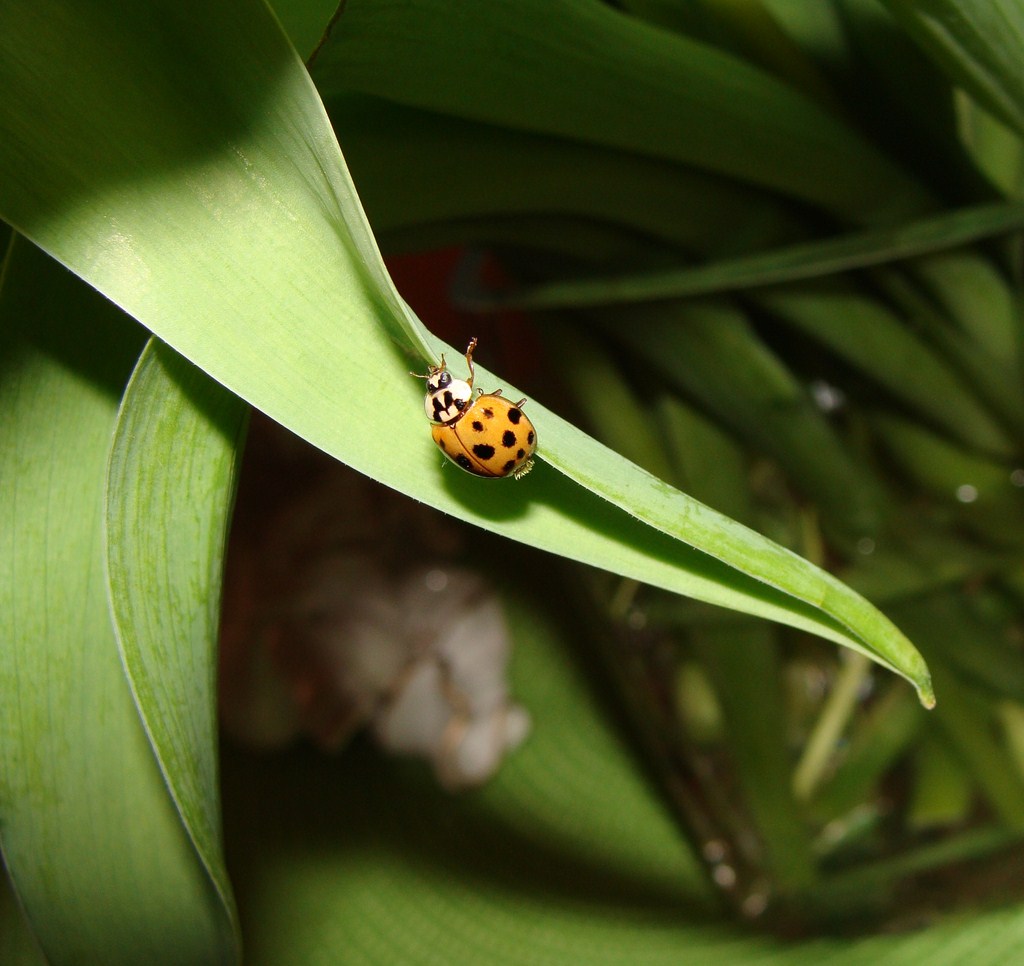 Marienkäfer am Tulpenblatt