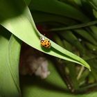 Marienkäfer am Tulpenblatt