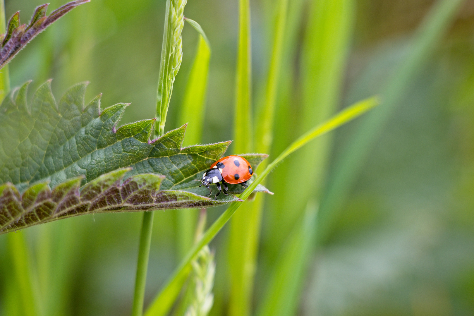 Marienkäfer am Wegesrand