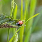 Marienkäfer am Wegesrand