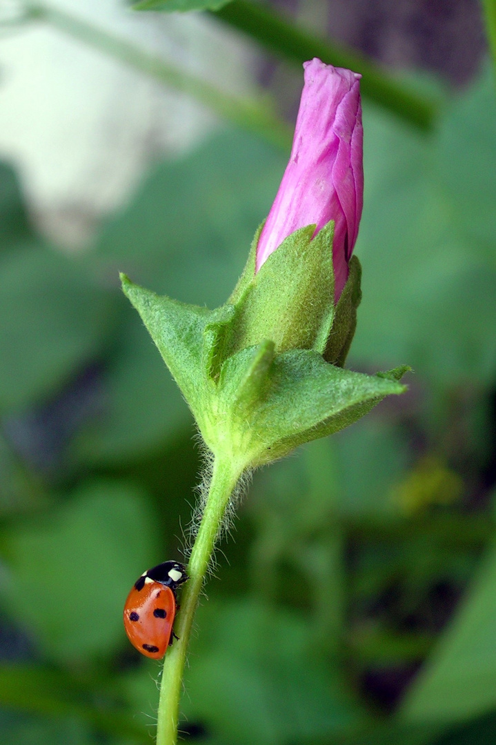 Marienkäfer an Blume