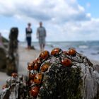 Marienkäfer an der Ostsee