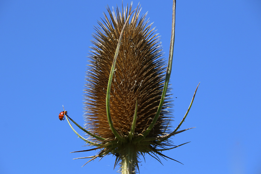 Marienkäfer an der wilden Karde