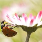 Marienkäfer an einem Gänseblümchen 