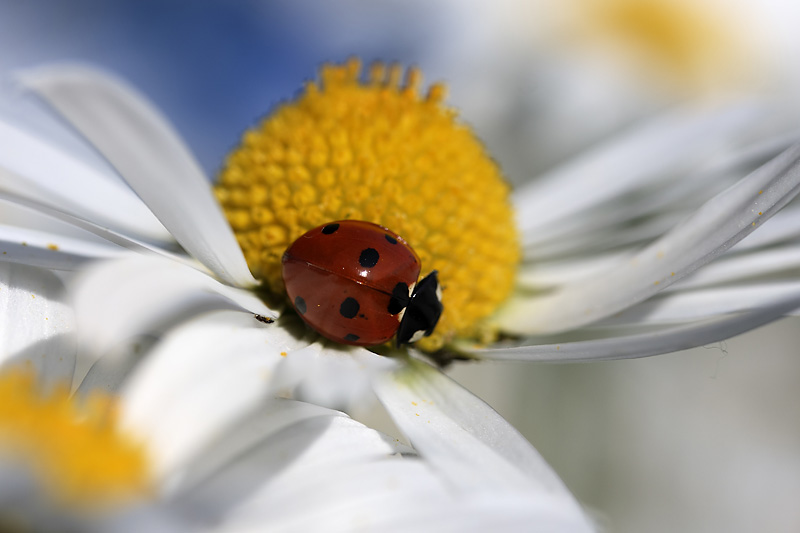 Marienkäfer an einer Margerite