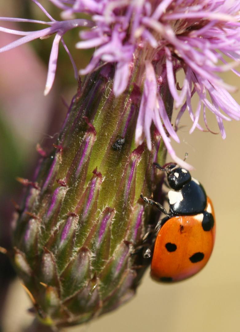 Marienkäfer an Flockenblume