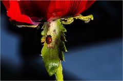 Marienkäfer an Mohn