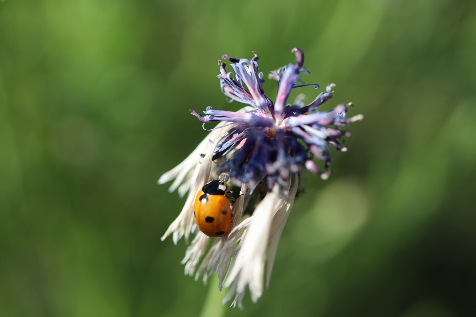 Marienkäfer an verblühter Kornblume