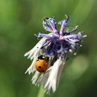 Marienkäfer an verblühter Kornblume