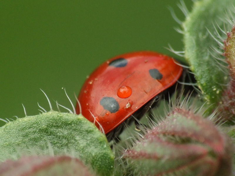 Marienkäfer auf abwegen