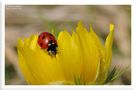 - Marienkäfer auf Adonisröschen - von Wolfgang Zerbst - Naturfoto