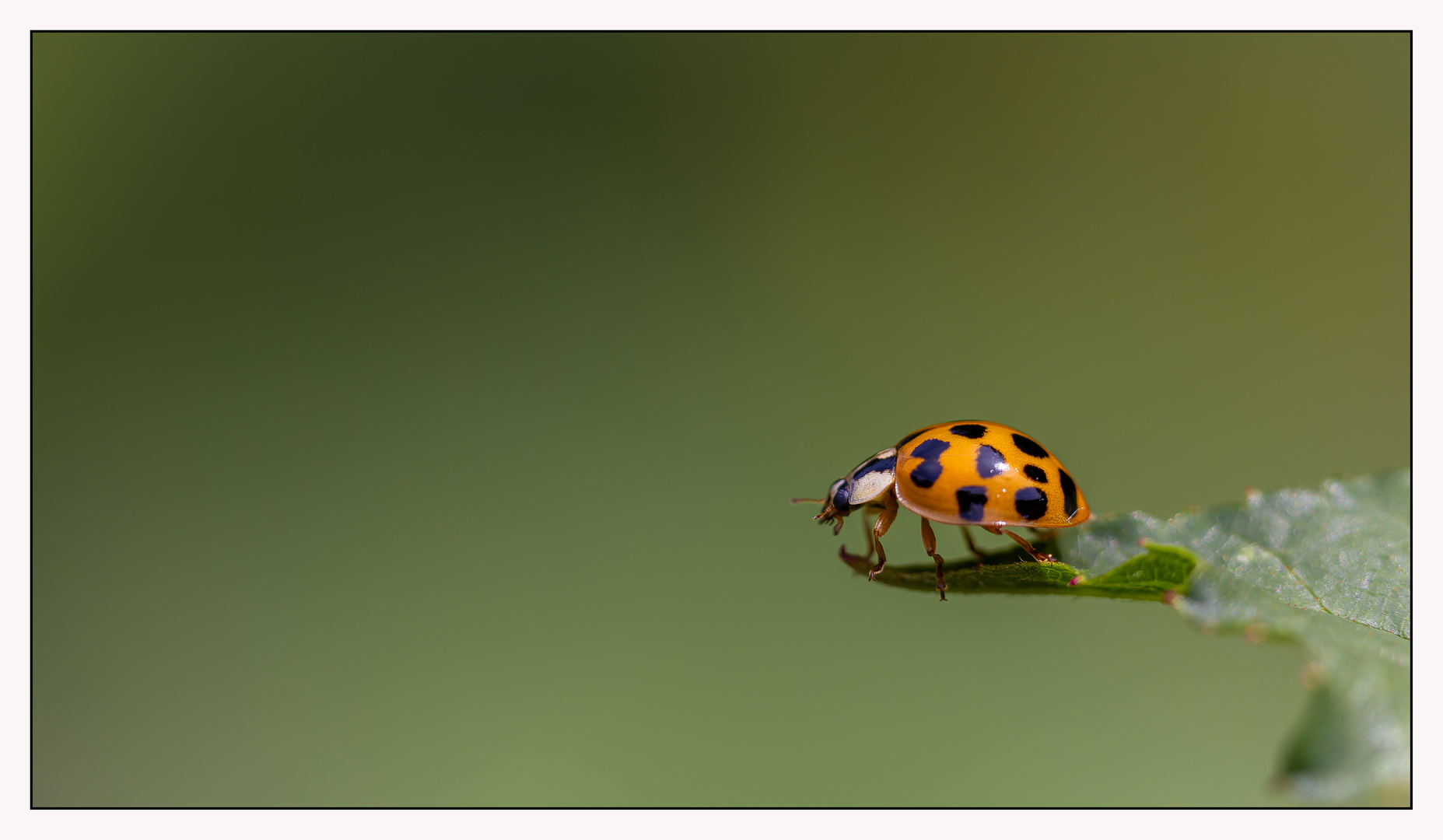 Marienkäfer auf Blatt