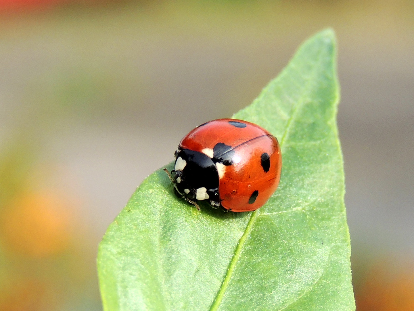 Marienkäfer auf Blatt Foto & Bild | tiere, wildlife, insekten Bilder