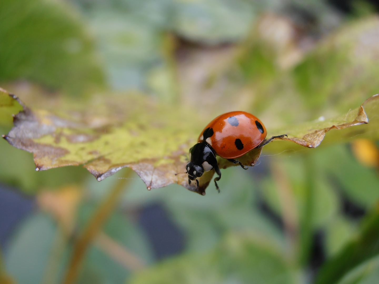 Marienkäfer auf Blatt