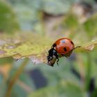 Marienkäfer auf Blatt