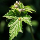 Marienkäfer auf Blattlaus-Suche