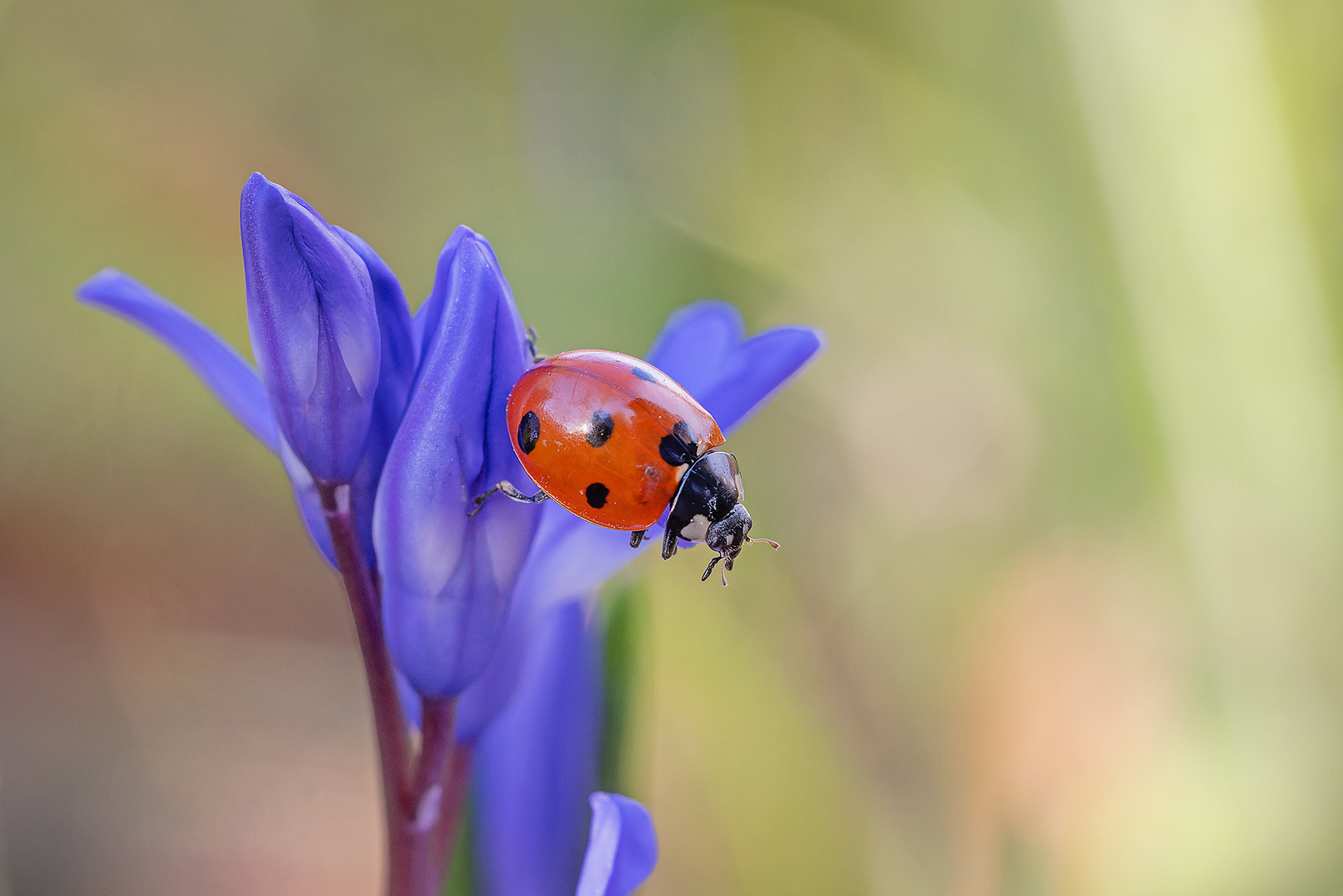 Marienkäfer auf Blausternderl