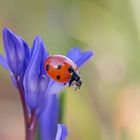 Marienkäfer auf Blausternderl