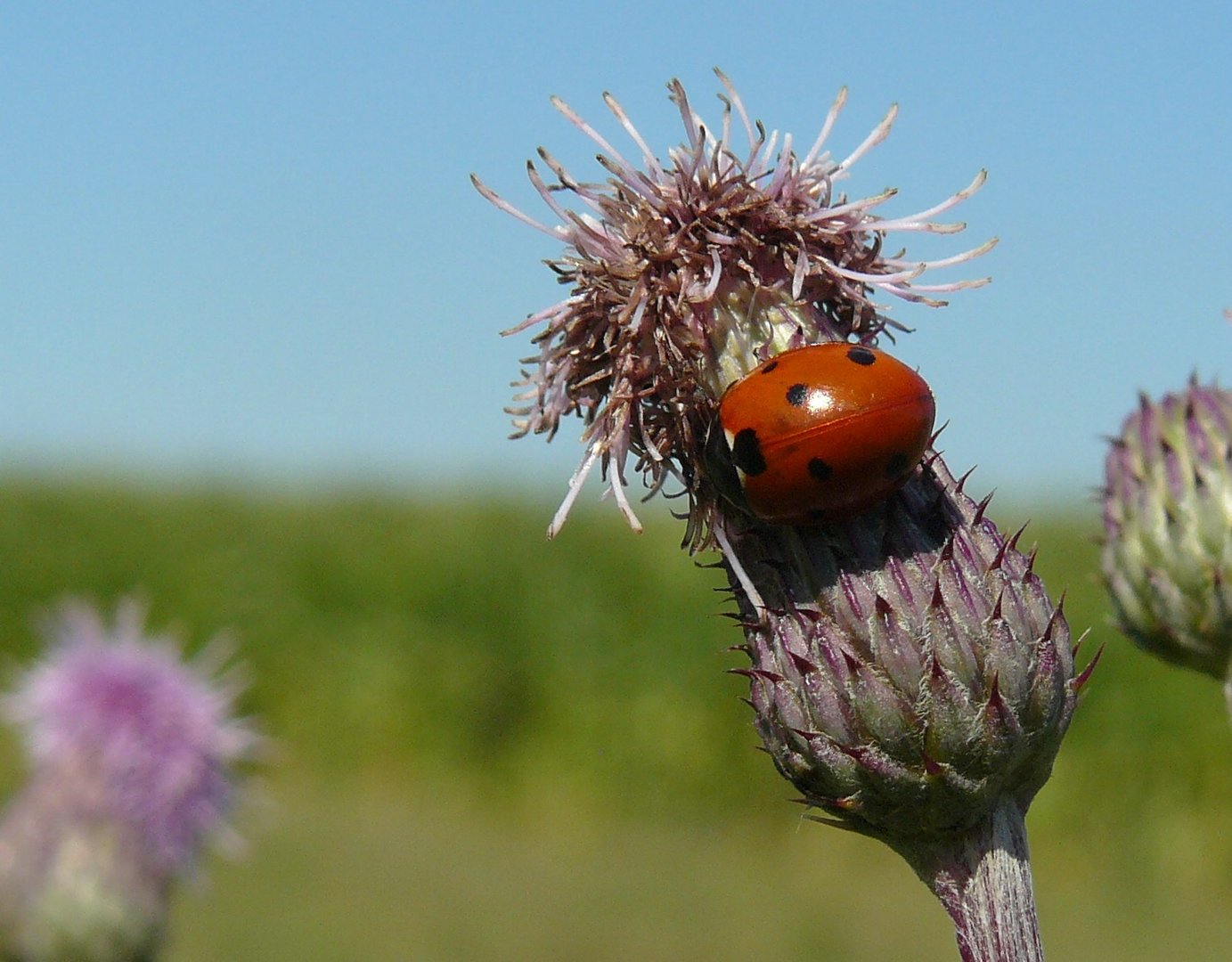 Marienkäfer auf Blüte