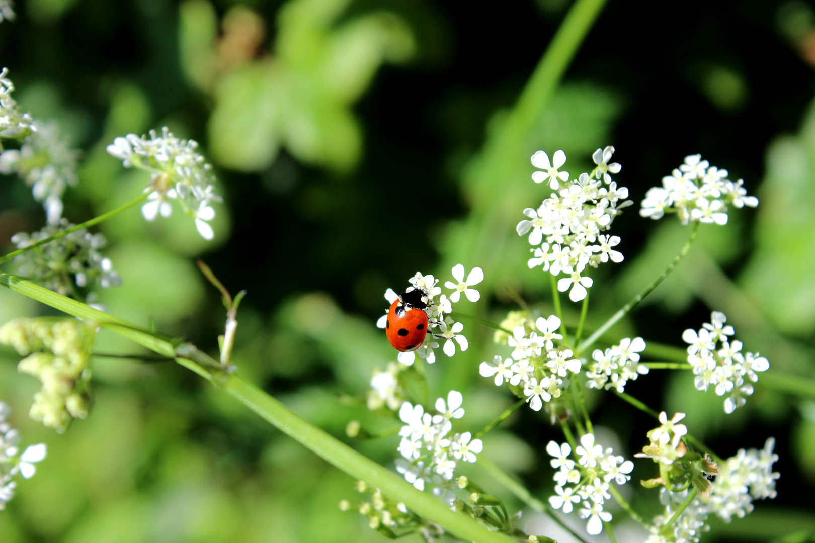 Marienkäfer auf Blüte