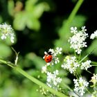 Marienkäfer auf Blüte