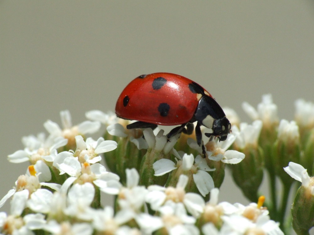 Marienkäfer auf Blütenschau