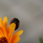 Marienkäfer auf Blume