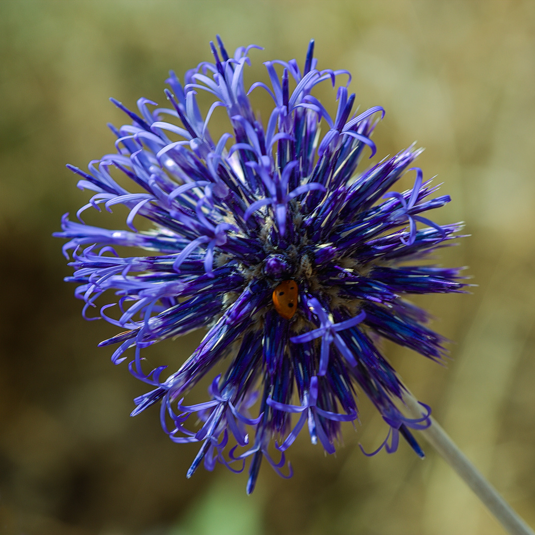 Marienkäfer auf Blume auf dem Ausgrabungsfeld in Bishapur / Abschied für einige Zeit von der fc