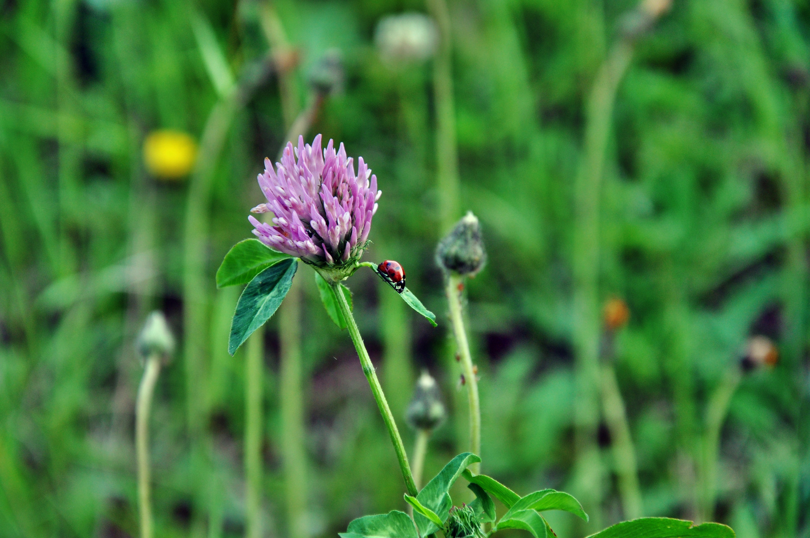 Marienkäfer auf Blumeblatt