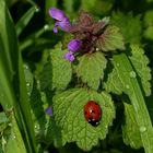 Marienkäfer auf Brennessel