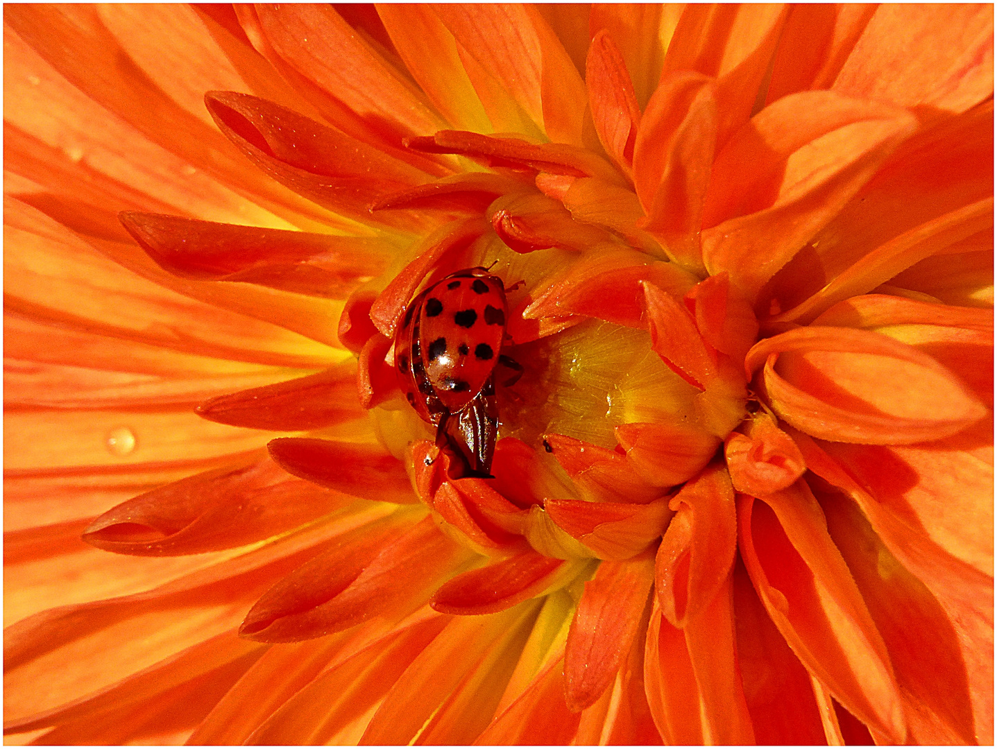 Marienkäfer auf Dahlie :-))