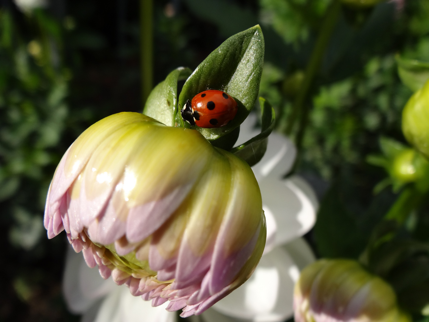 Marienkäfer auf Dahlienknospe