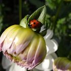 Marienkäfer auf Dahlienknospe