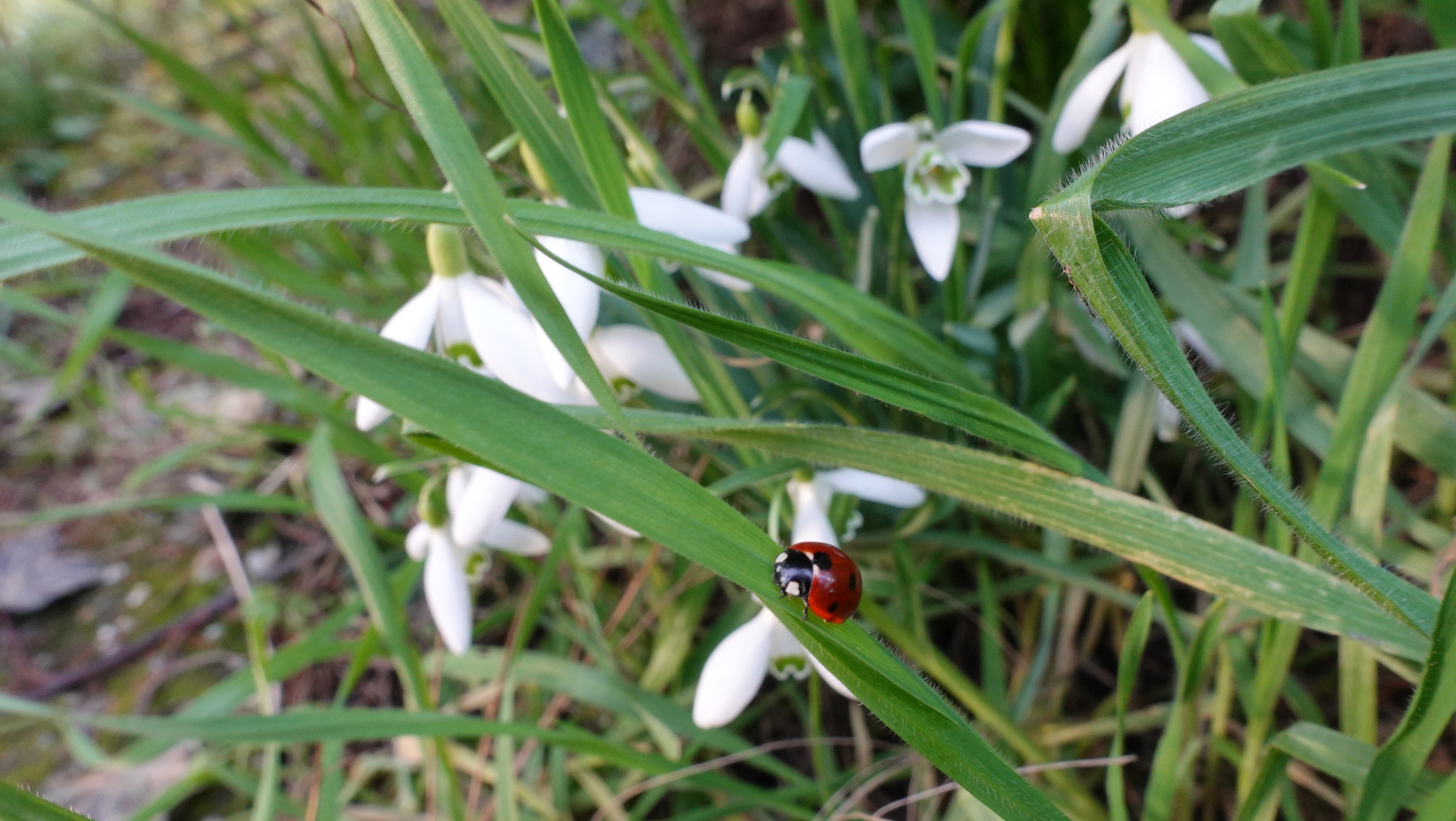 Marienkäfer auf dem Grashalm