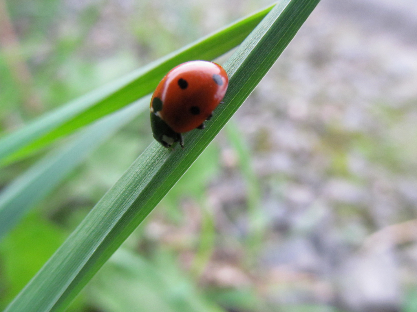 Marienkäfer auf dem Grashalm