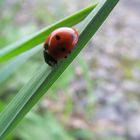 Marienkäfer auf dem Grashalm