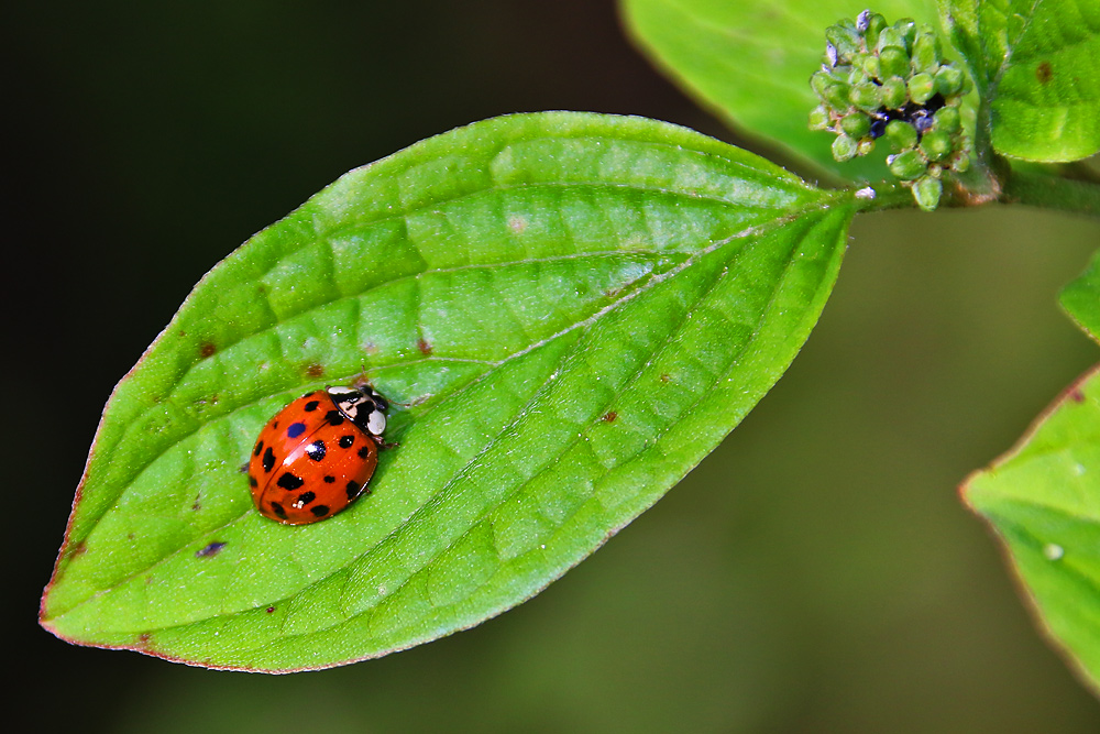 Marienkäfer auf dem grünen Blatt