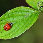 Marienkäfer auf dem grünen Blatt