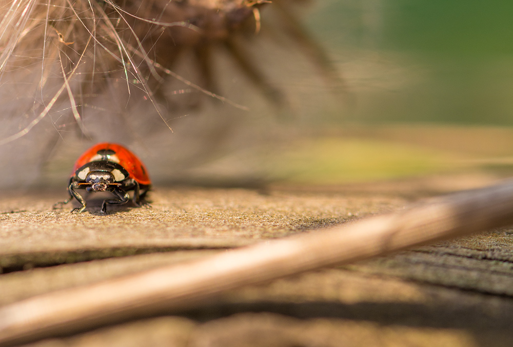 Marienkäfer auf dem Sonnendeck