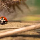 Marienkäfer auf dem Sonnendeck