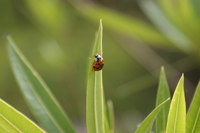 Marienkäfer auf dem Weg zur Spitze