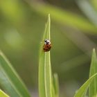 Marienkäfer auf dem Weg zur Spitze